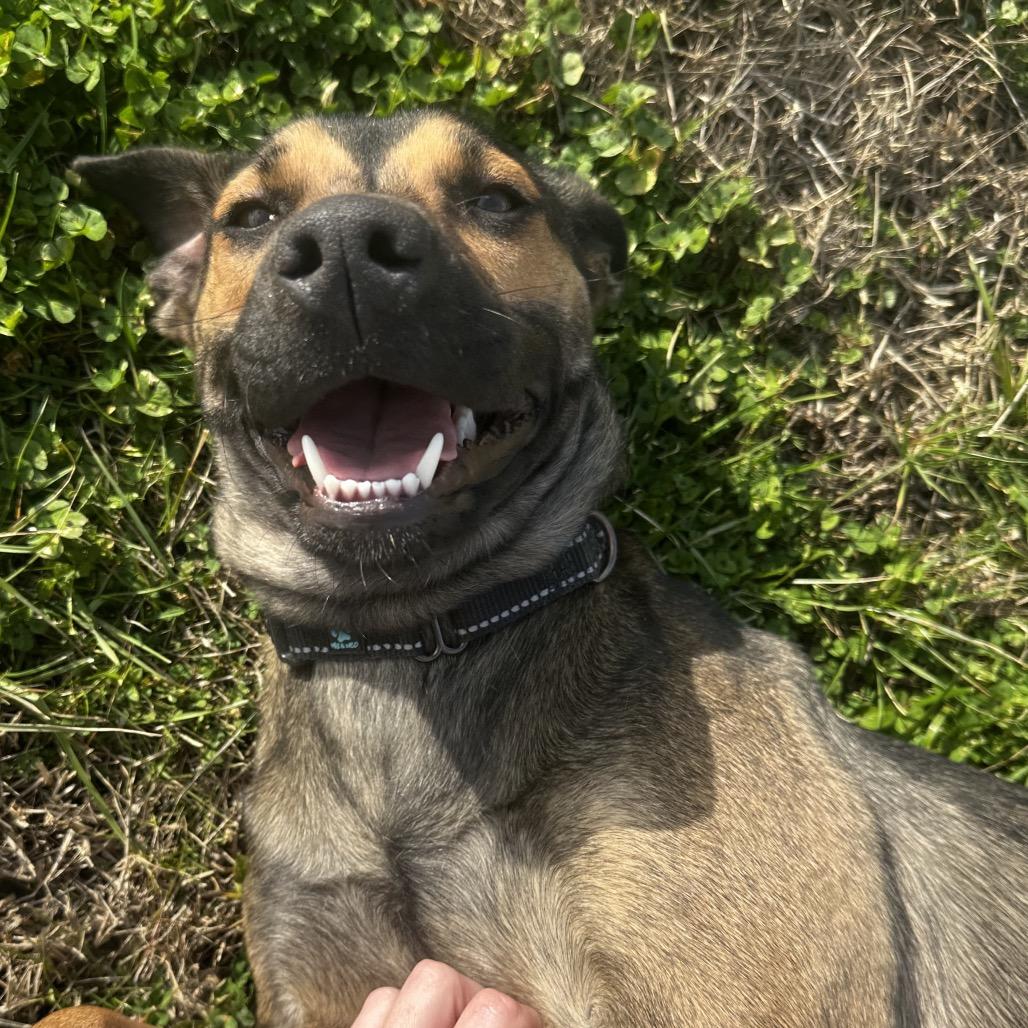 Enlarge Zuri, a Adoptable Shepherd in Cleveland, MS image 3/4