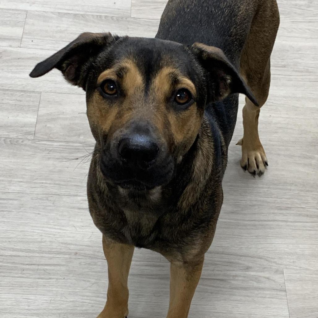 Enlarge Zuri, a Adoptable Shepherd in Cleveland, MS image 4/4