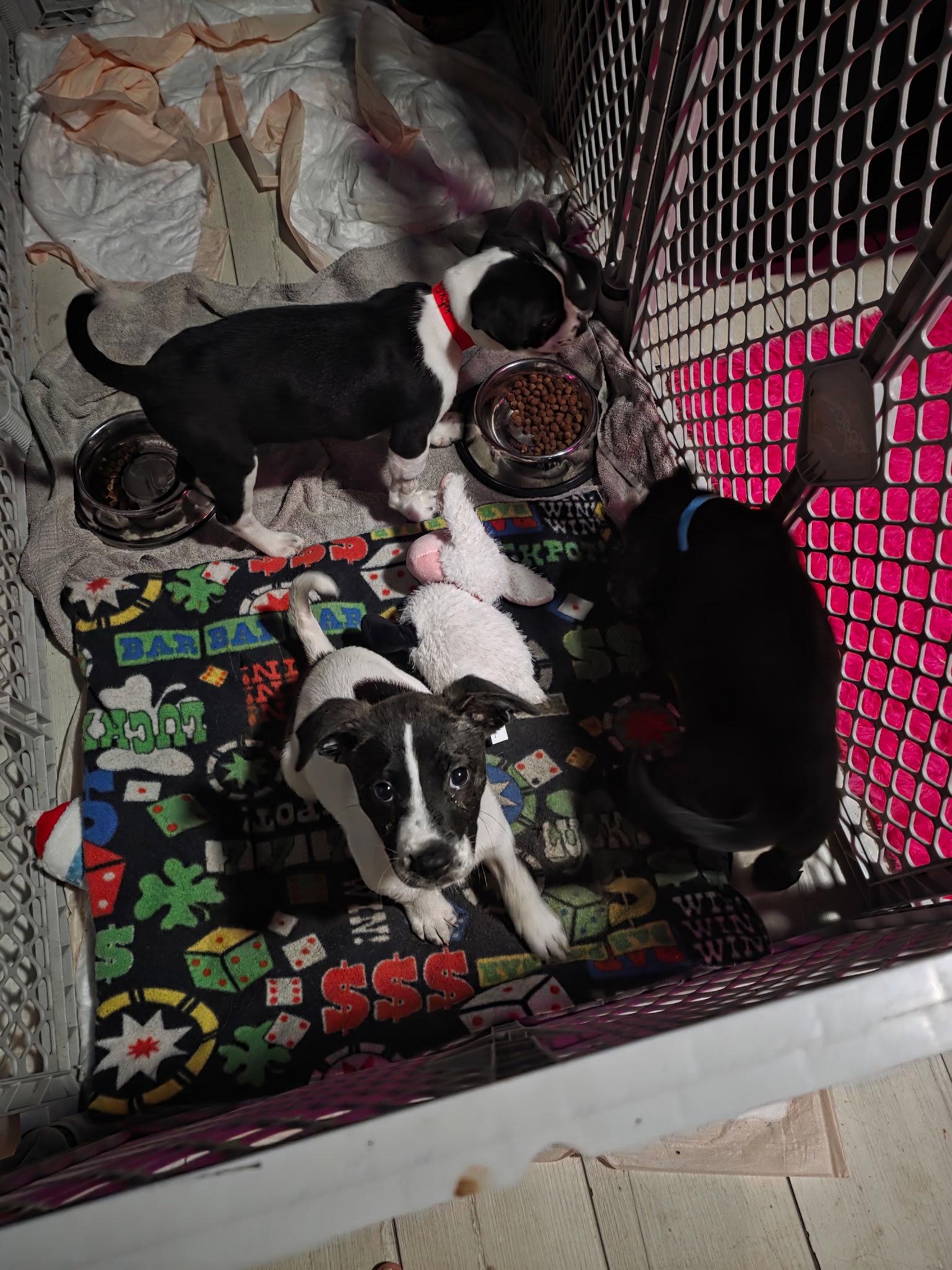 Jasmine, Adoptable, Young Female Labrador Retriever.