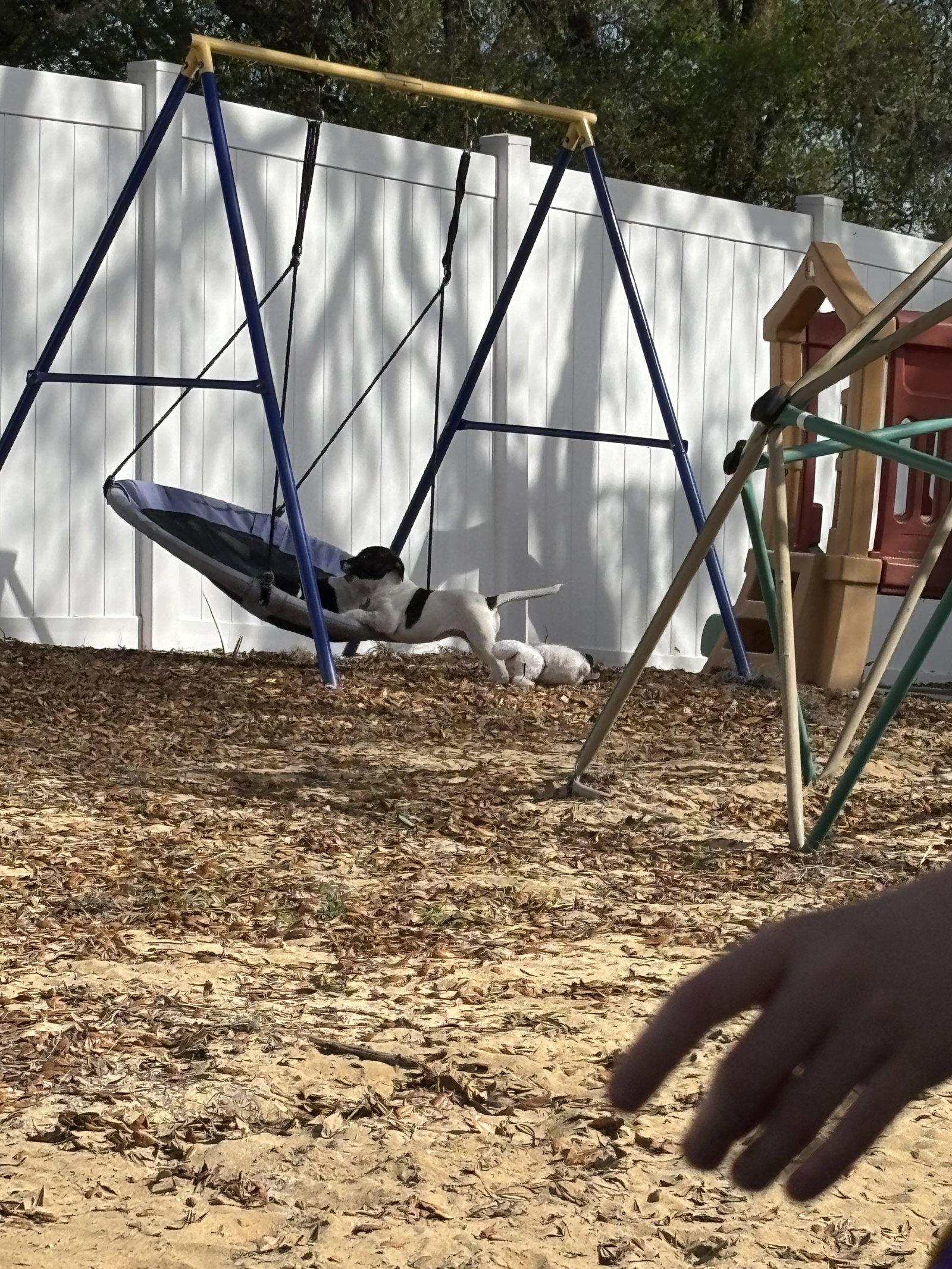 Enlarge Jasmine, a Adoptable Labrador Retriever in Sanford, FL image 2/3