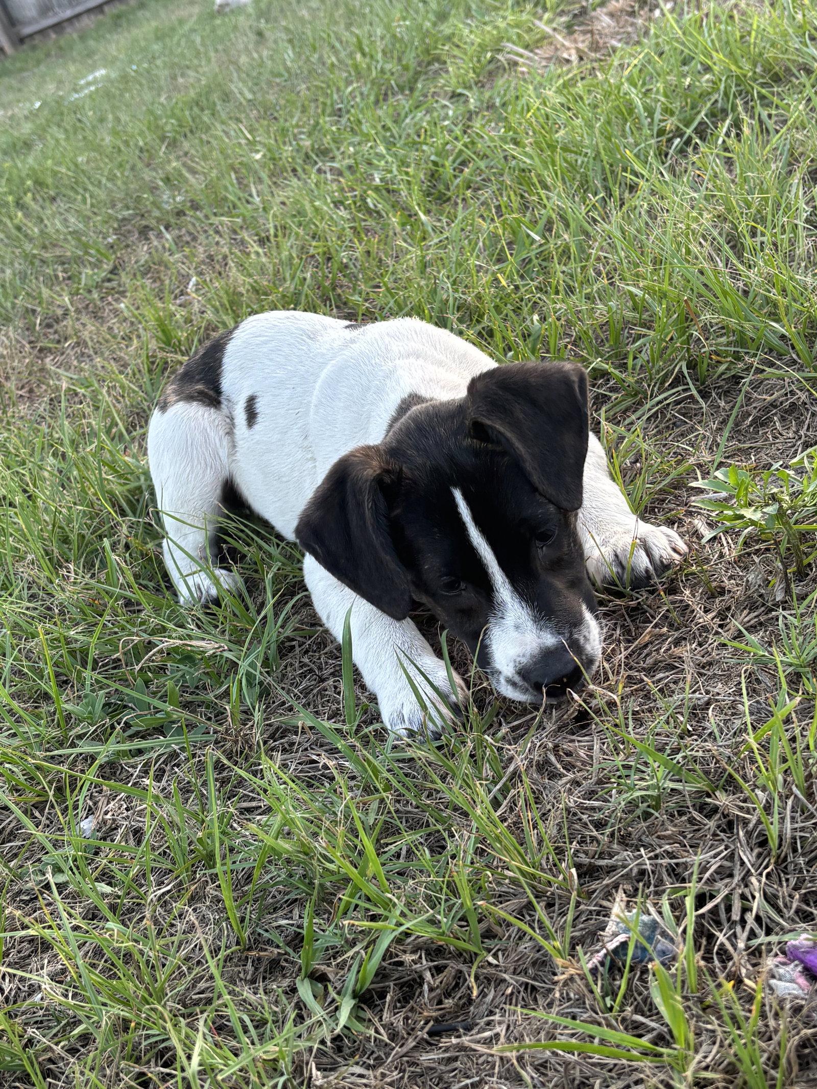 Jasmine, Adoptable, Puppy Female Labrador Retriever.