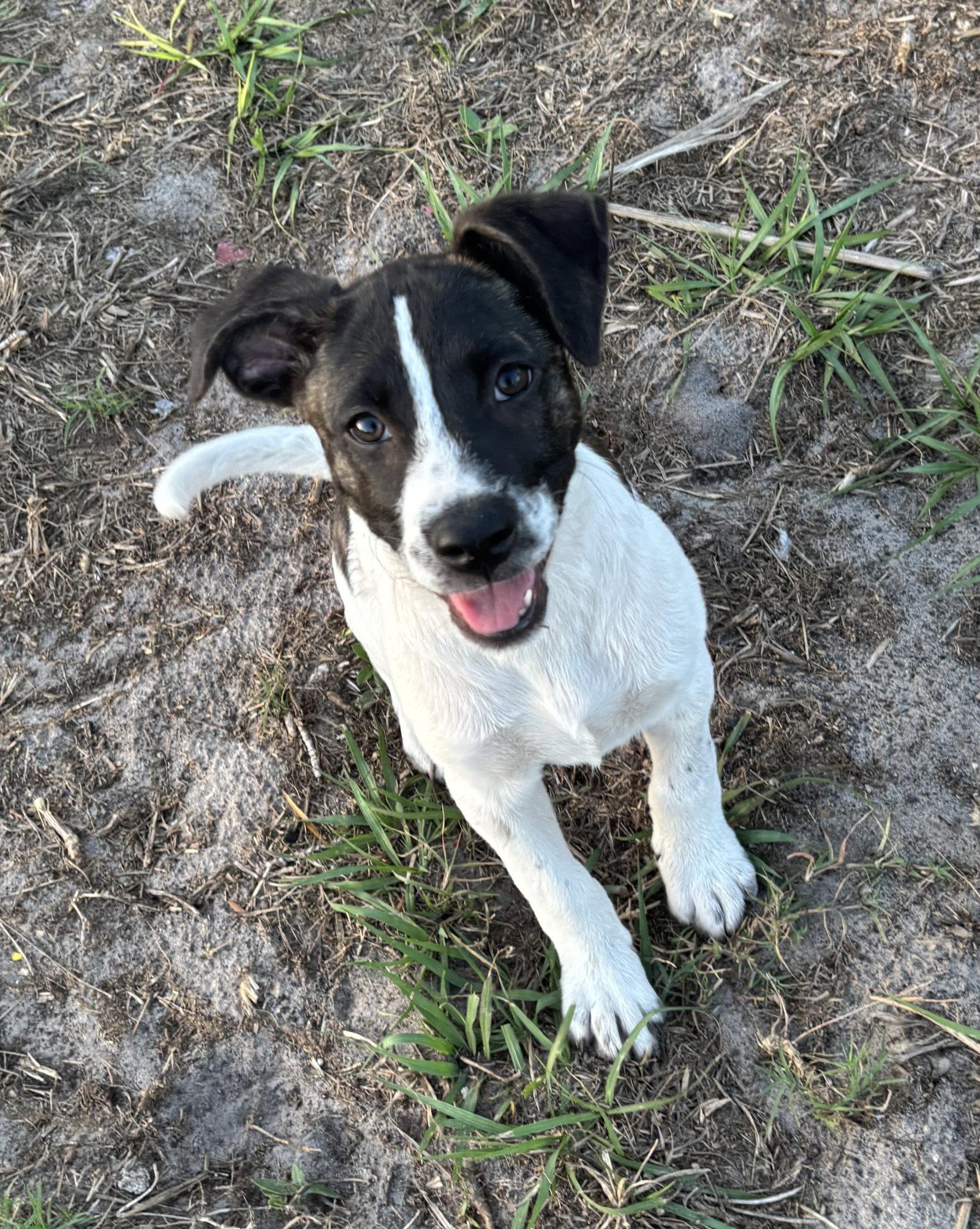 Enlarge Jasmine, a Adoptable Labrador Retriever in Sanford, FL image 2/3