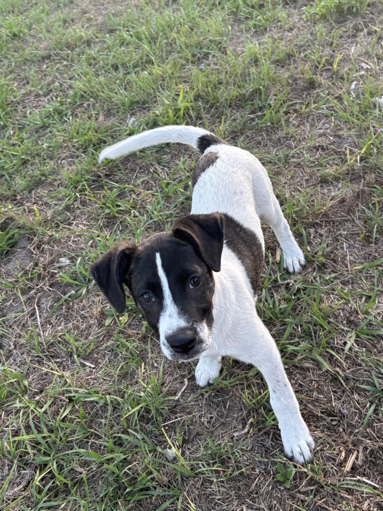 Enlarge Jasmine, a Adoptable Labrador Retriever in Sanford, FL image 3/3