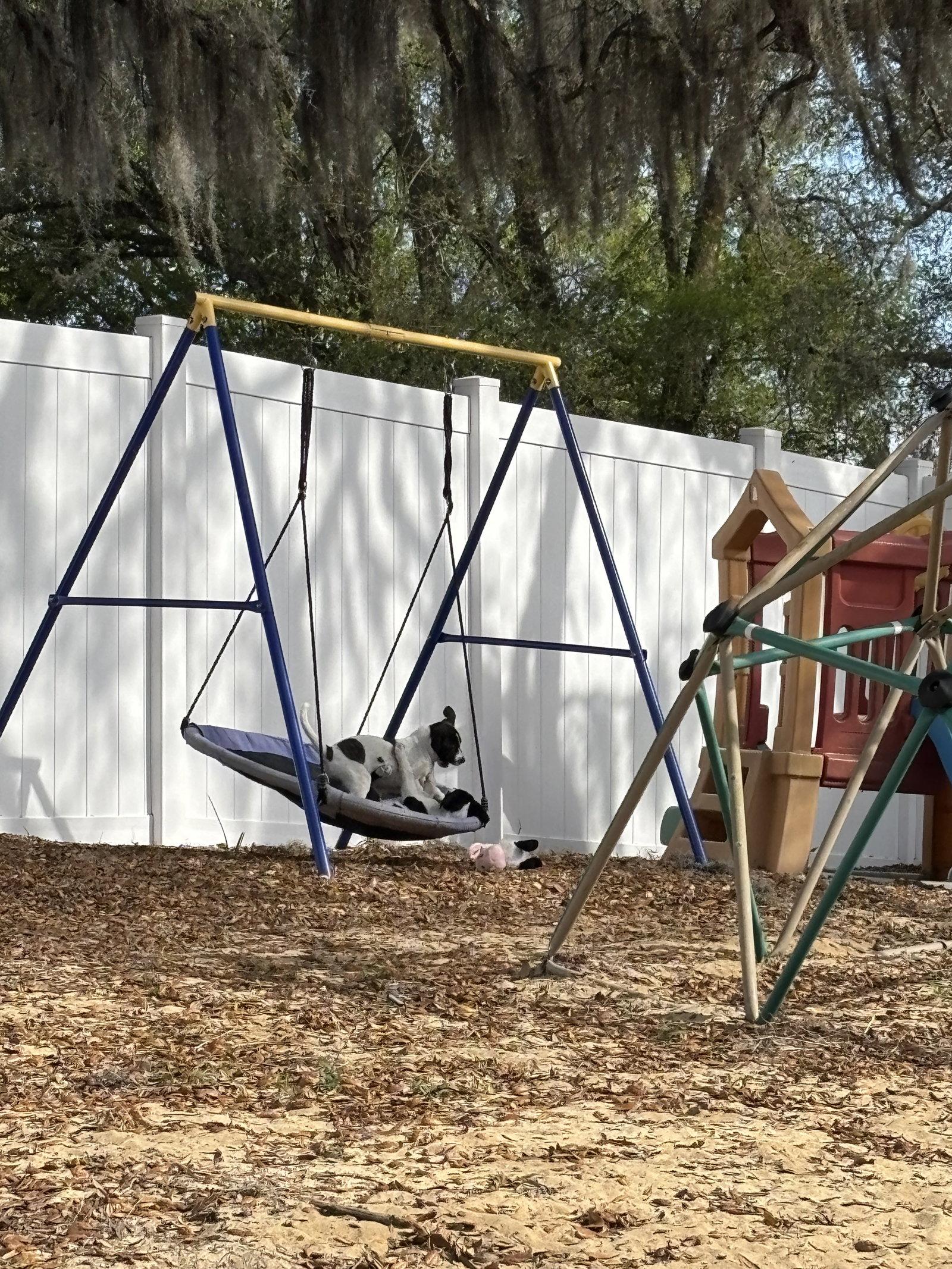 Enlarge Jasmine, a Adoptable Labrador Retriever in Sanford, FL image 3/3