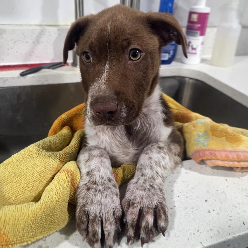 Slice, ADOPTABLE, Puppy Male Pit Bull Terrier & Chocolate Labrador Retriever.