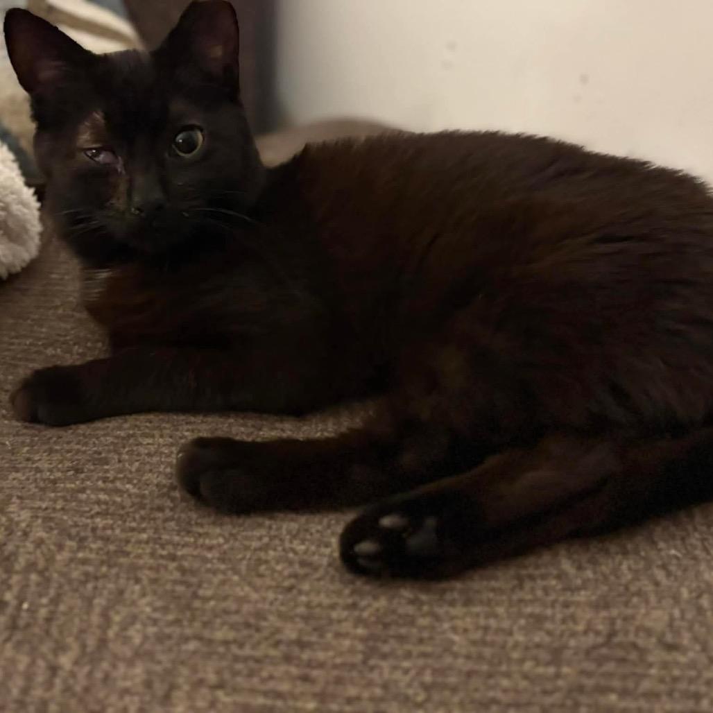 Venus (FR 17), Adoptable, Young Female Domestic Medium Hair.