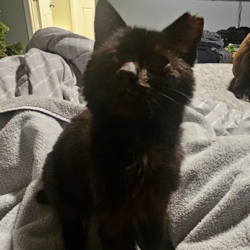 Venus (FR 17), Adoptable, Young Female Domestic Medium Hair.