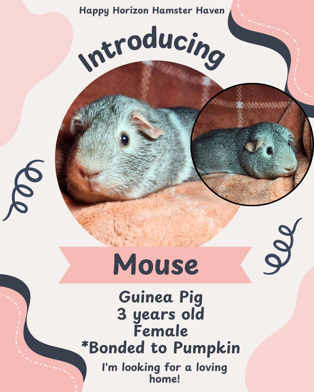 Pumpkin & Mouse, a Adoptable Guinea Pig in West Chester, OH image 1/2