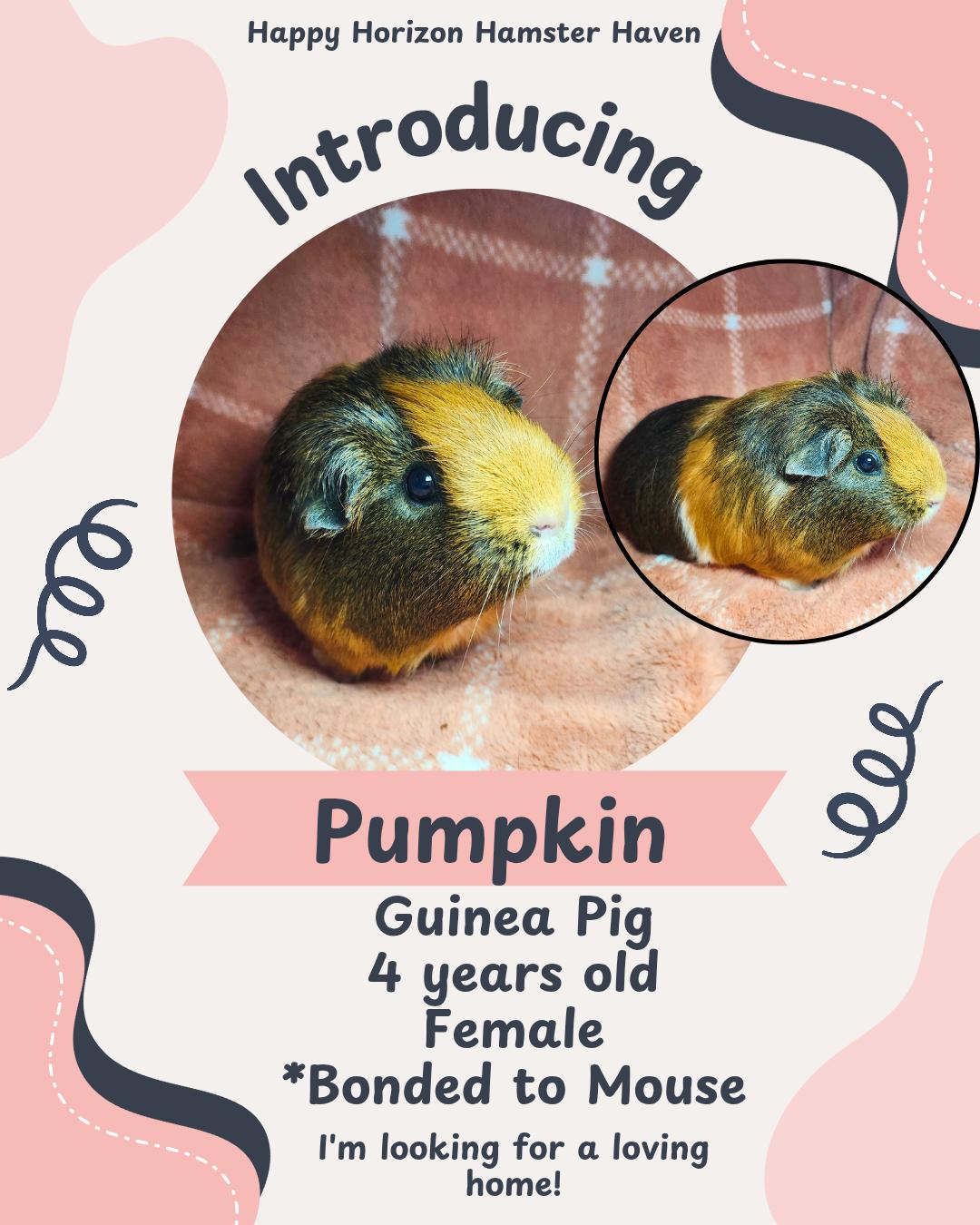 Pumpkin & Mouse, a Adoptable Guinea Pig in West Chester, OH image 2/2