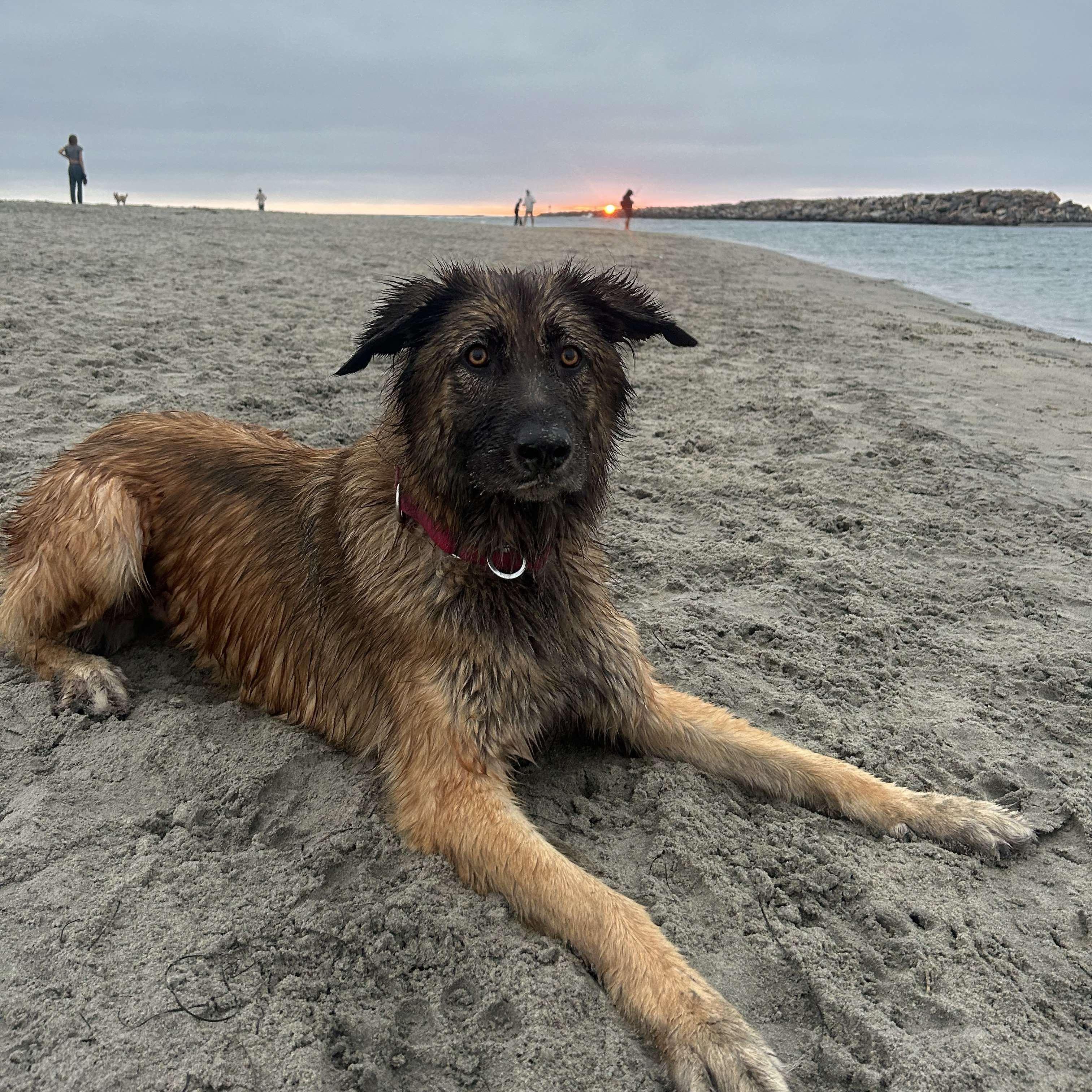 Kya, a Adoptable mixed breed in San Diego, CA image 4/5