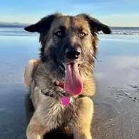 Kya, a Adoptable mixed breed in San Diego, CA image 1/5