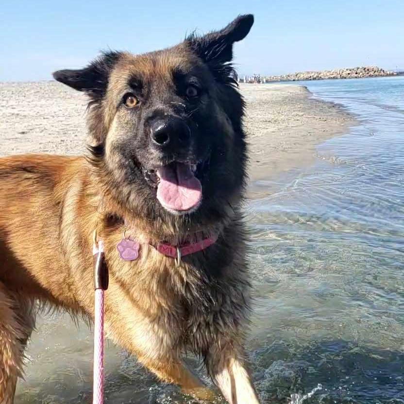 Kya, a Adoptable mixed breed in San Diego, CA image 3/5