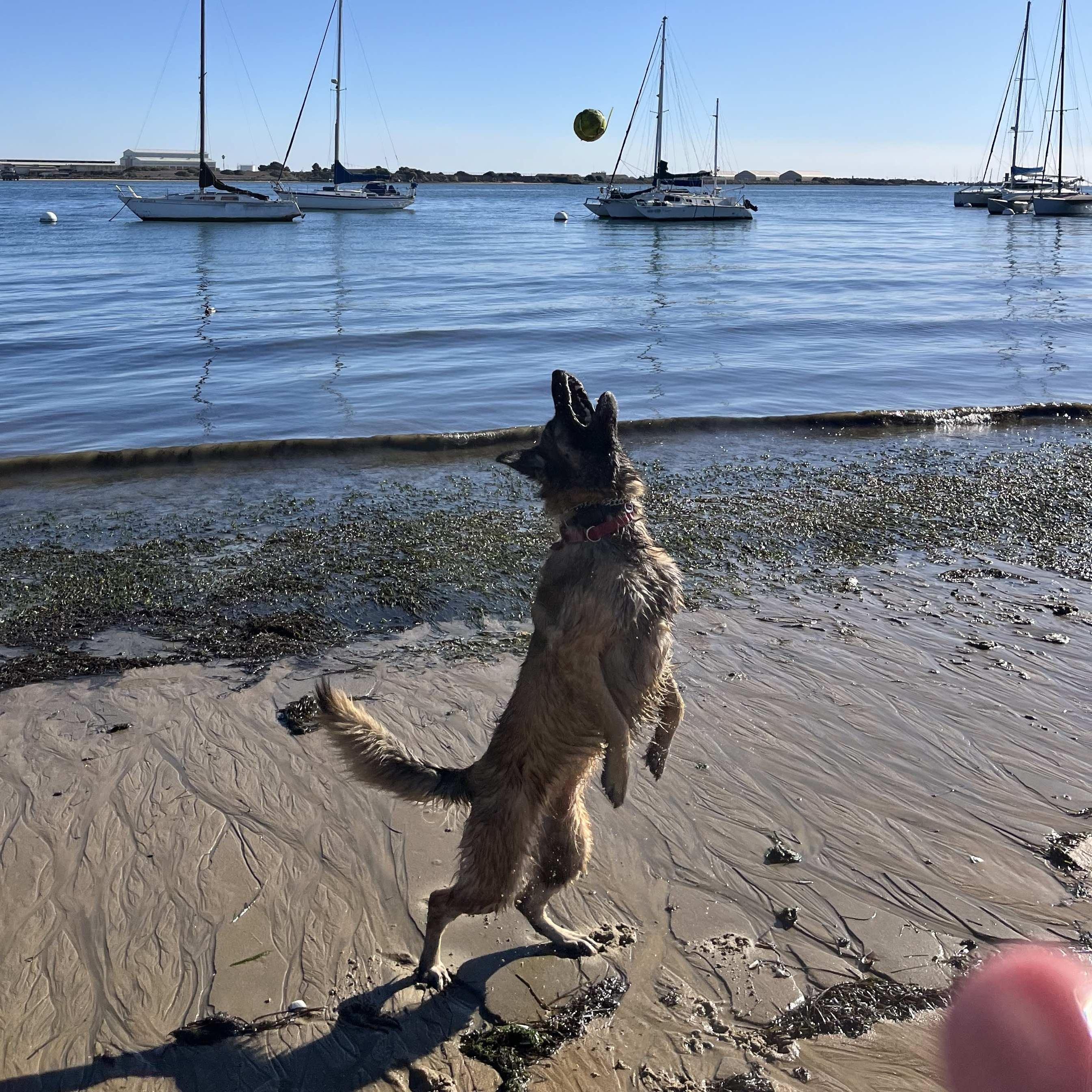 Kya, a Adoptable mixed breed in San Diego, CA image 2/5