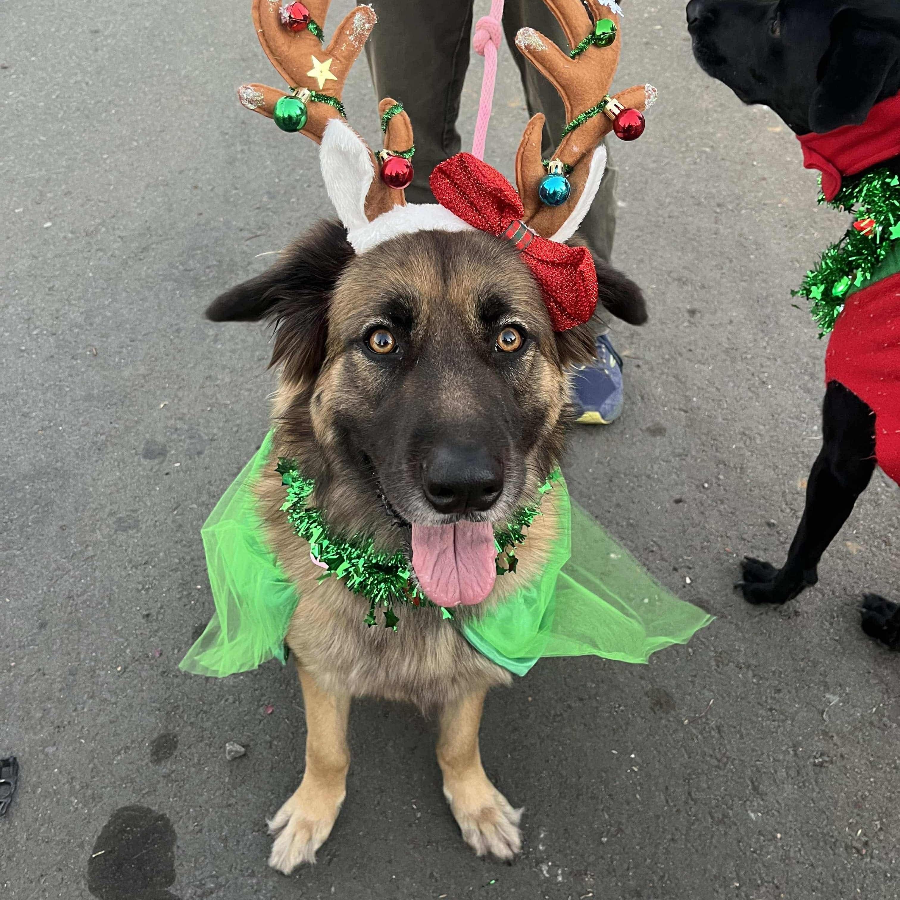 Kya, a Adoptable mixed breed in San Diego, CA image 5/5