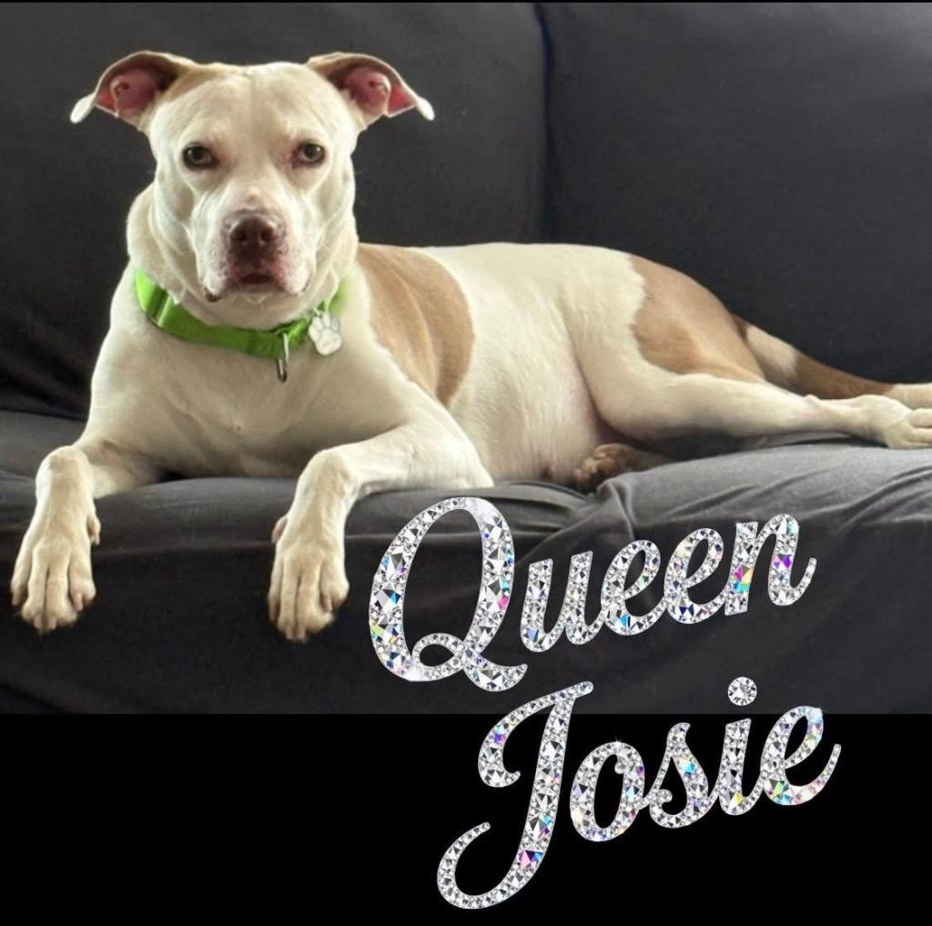 Enlarge Josie, a Adoptable Pit Bull Terrier in Charlotte, MI image 1/6