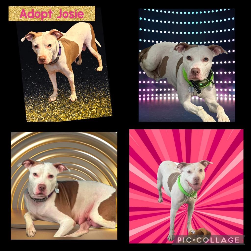 Enlarge Josie, a Adoptable Pit Bull Terrier in Charlotte, MI image 2/6