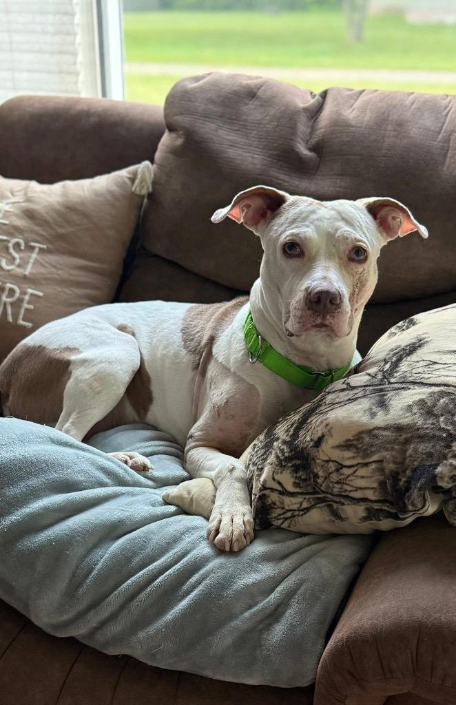 Enlarge Josie, a Adoptable Pit Bull Terrier in Charlotte, MI image 3/6