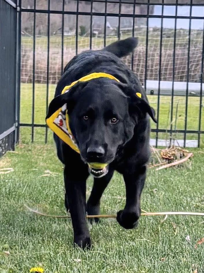 Cody - Foster needed in the Northeast