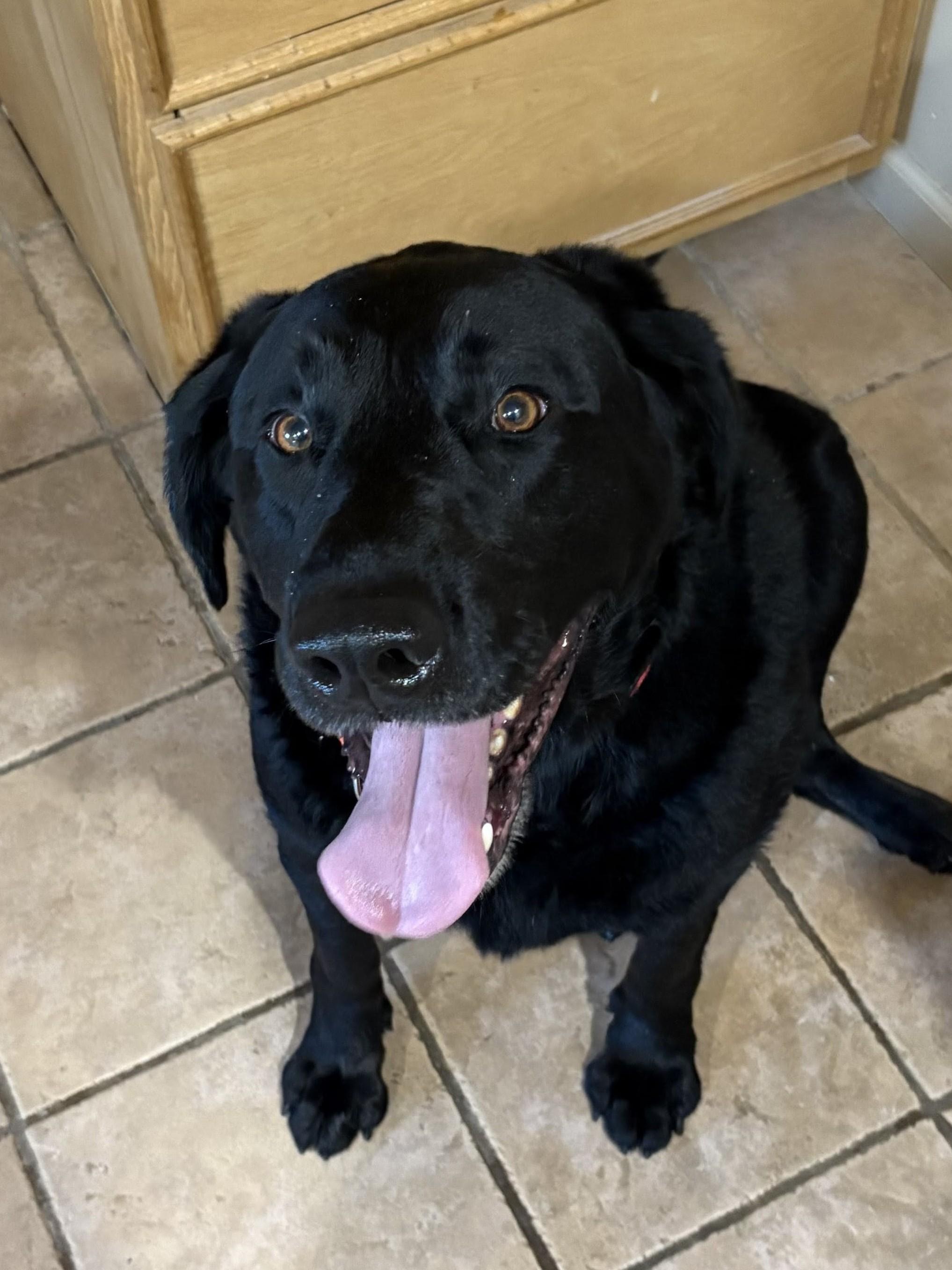 Cody - Foster needed in the Northeast