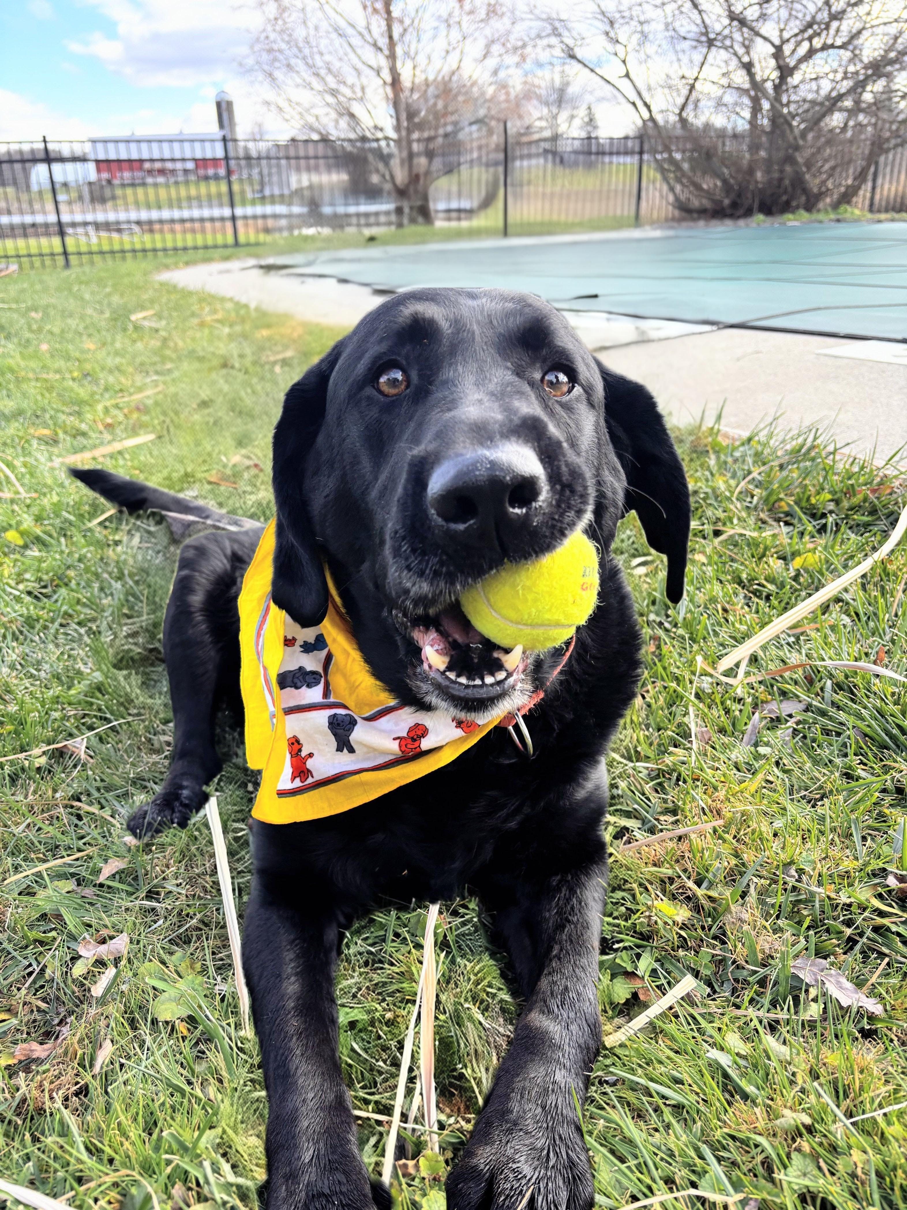 Enlarge Cody, an adopted Black Labrador Retriever in Willington, CT image 3/6