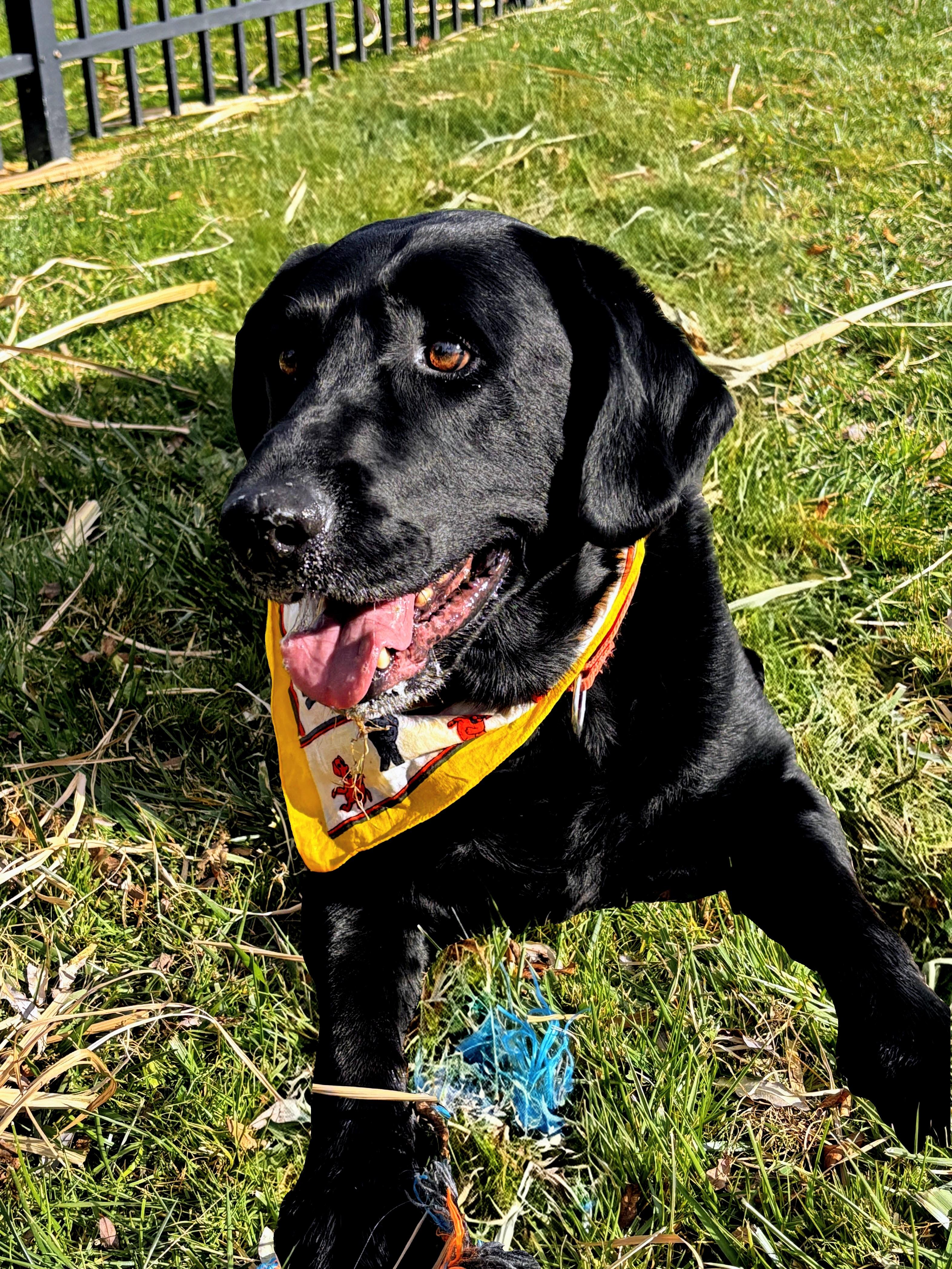 Enlarge Cody, an adopted Black Labrador Retriever in Willington, CT image 1/6
