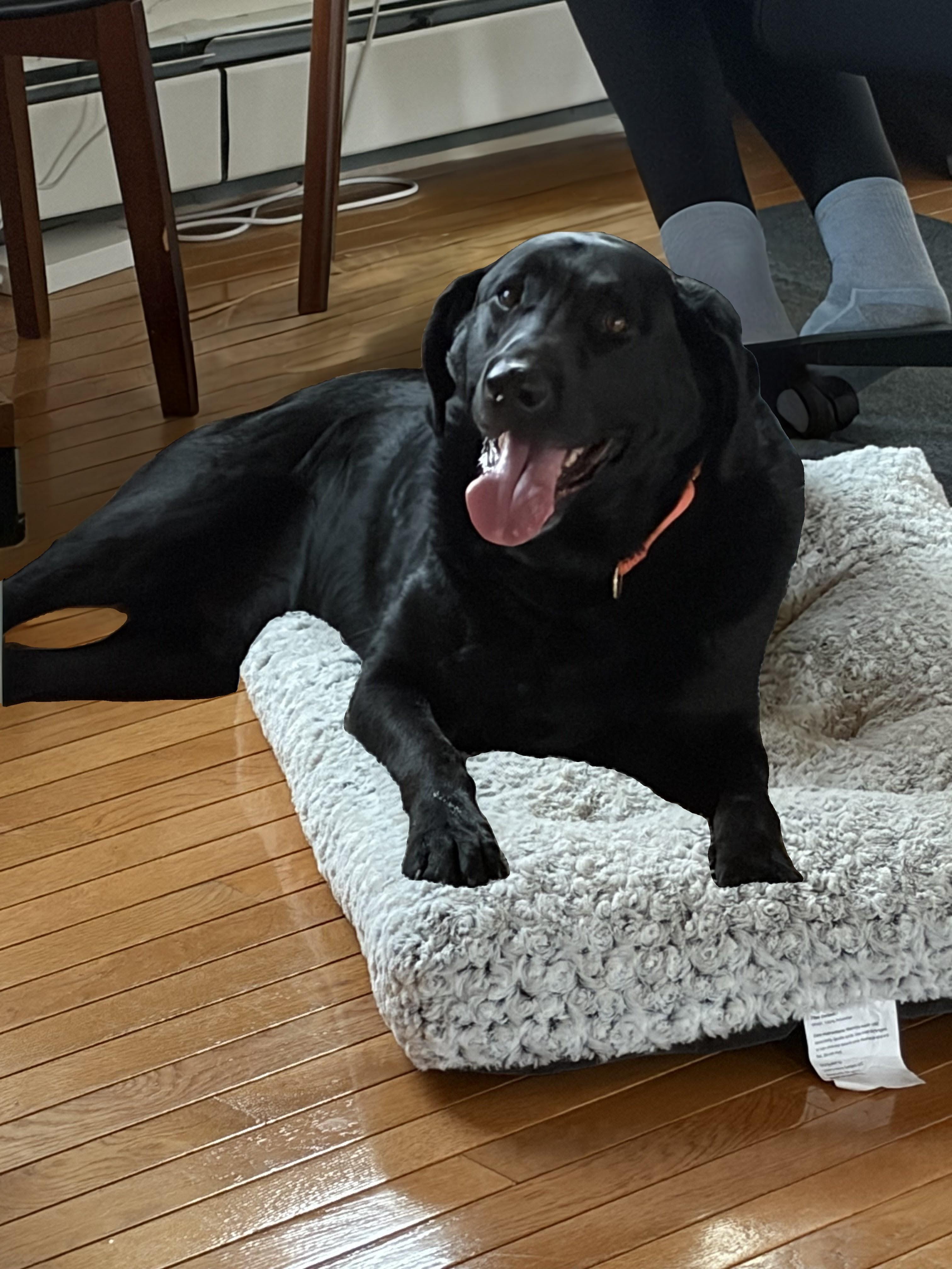 Enlarge Cody, an adopted Black Labrador Retriever in Willington, CT image 5/6