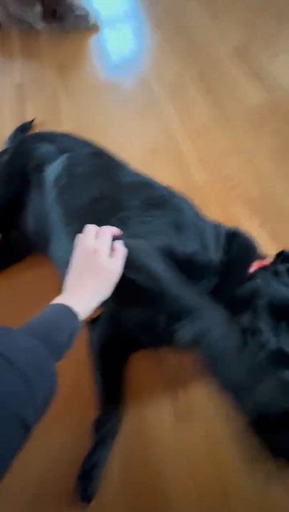 Enlarge Cody, an adopted Black Labrador Retriever in Willington, CT video 6/6