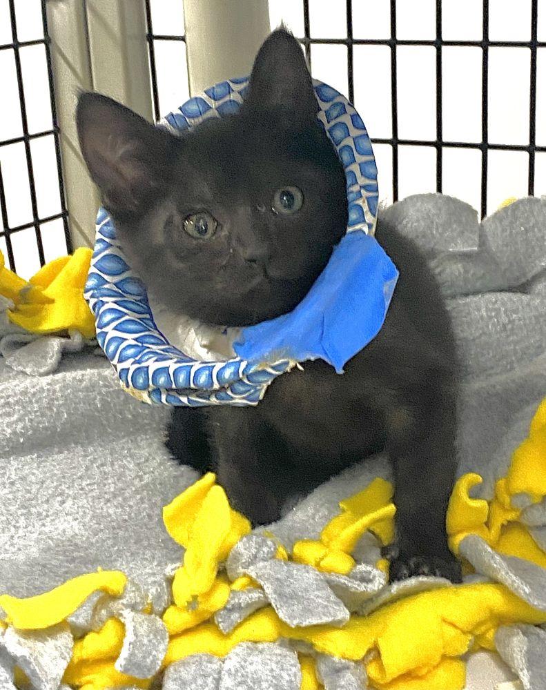 Enlarge Sabrina, a Adoptable Domestic Short Hair in Alexandria, VA image 1/1