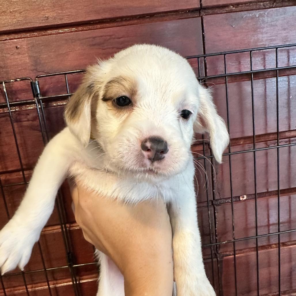 Dolly, Adoptable, Puppy Female Shepherd.