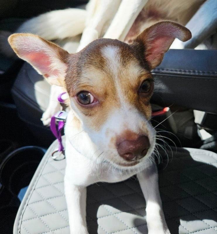 Pumpkin, Adopted, Young Female Chihuahua & Jack Russell Terrier.