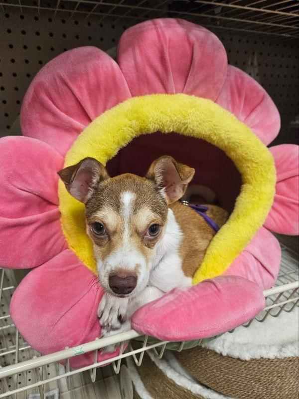 Enlarge Pumpkin, a Adopted mixed breed in San Diego, CA image 2/3