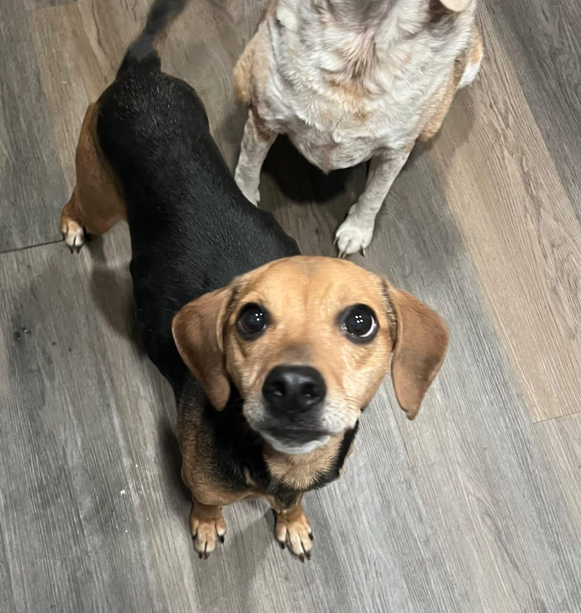 Samantha , ADOPTABLE, Young Female Beagle.