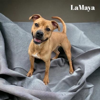 LaMaya, Adoptable, Adult Female Mixed Breed & Mixed Breed.