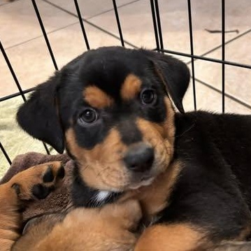 Meredith, ADOPTABLE, Puppy Female Mixed Breed.