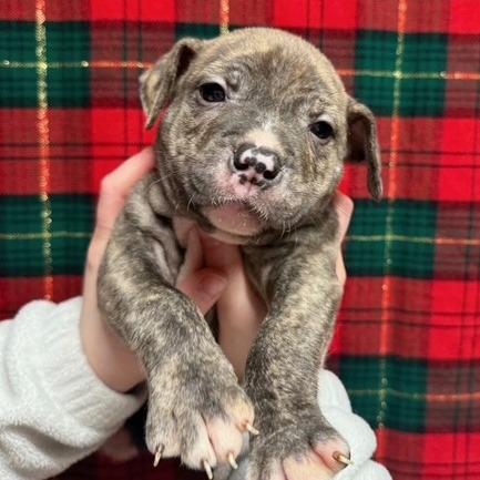 Benson, Adoptable, Puppy Male Pit Bull Terrier & Mixed Breed.