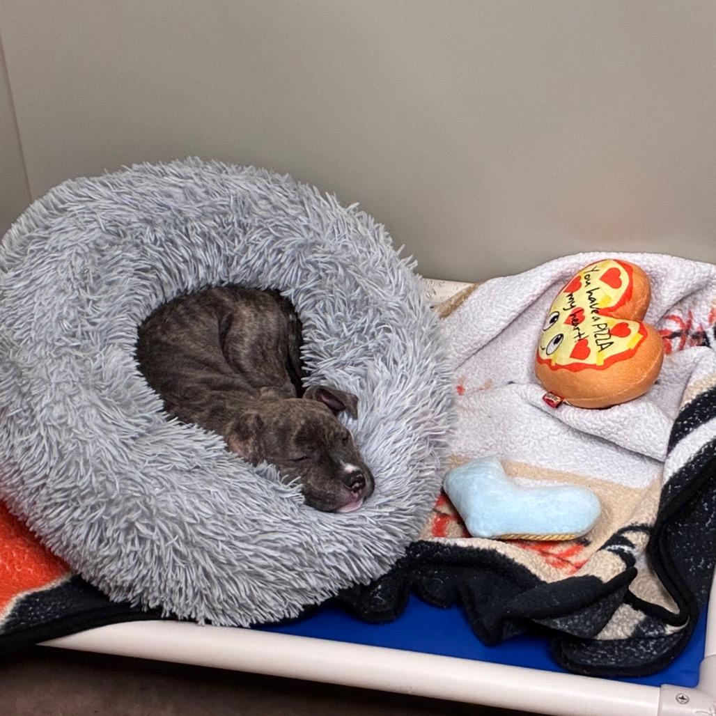 Enlarge Benson, a Adoptable mixed breed in Spokane, WA image 2/4