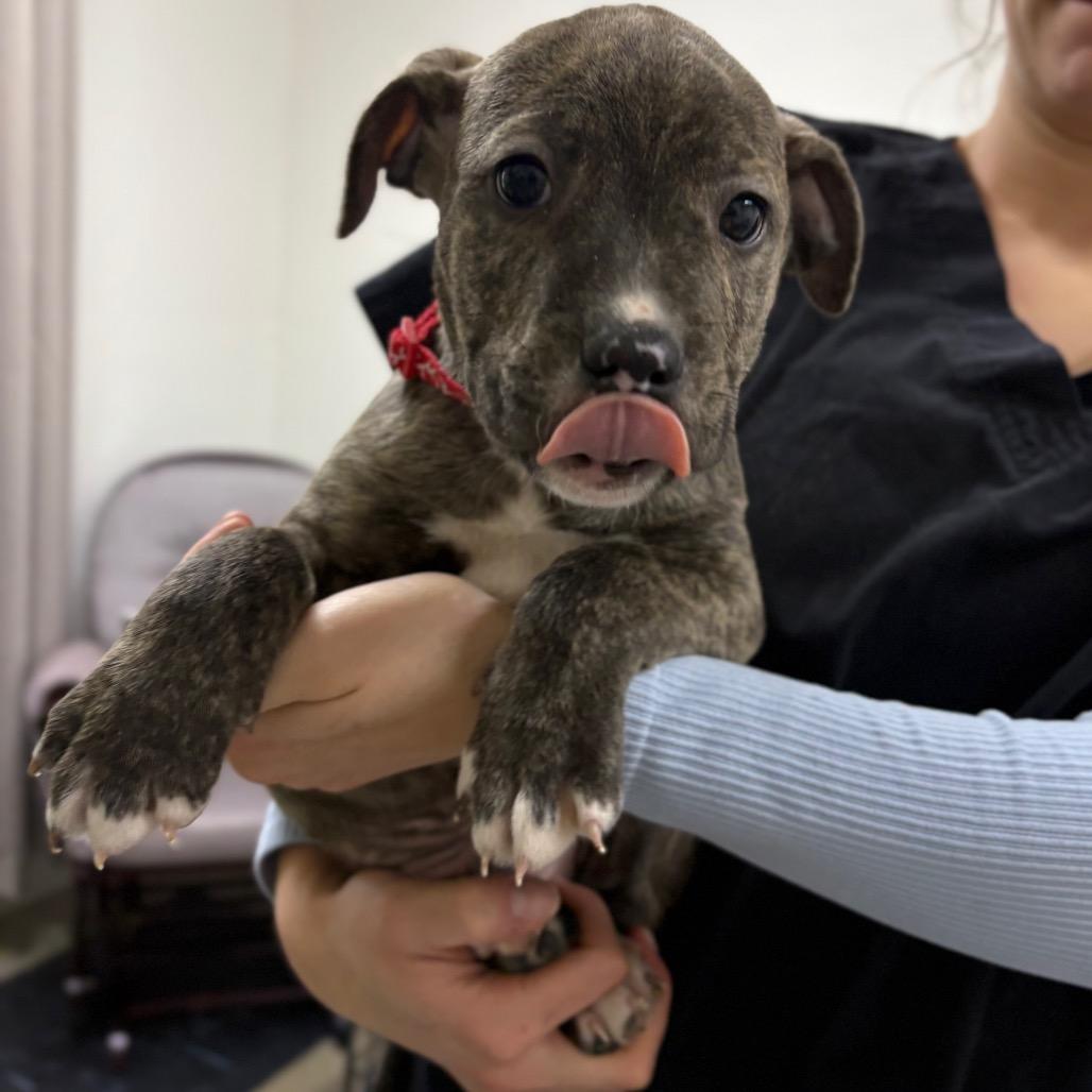 Enlarge Benson, a Adoptable mixed breed in Spokane, WA image 3/4