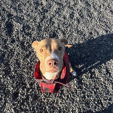 Enlarge Benson, a Adoptable mixed breed in Spokane, WA image 4/4