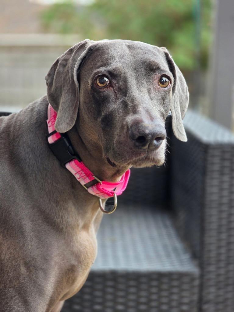 Enlarge Bailey, a Adoptable Weimaraner in Fayetteville, AR image 1/1