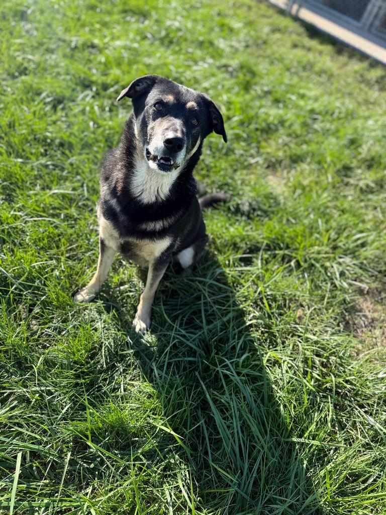 GIRLFRIEND - GIRLY GIRL, Adoptable, Senior Female Shepherd.