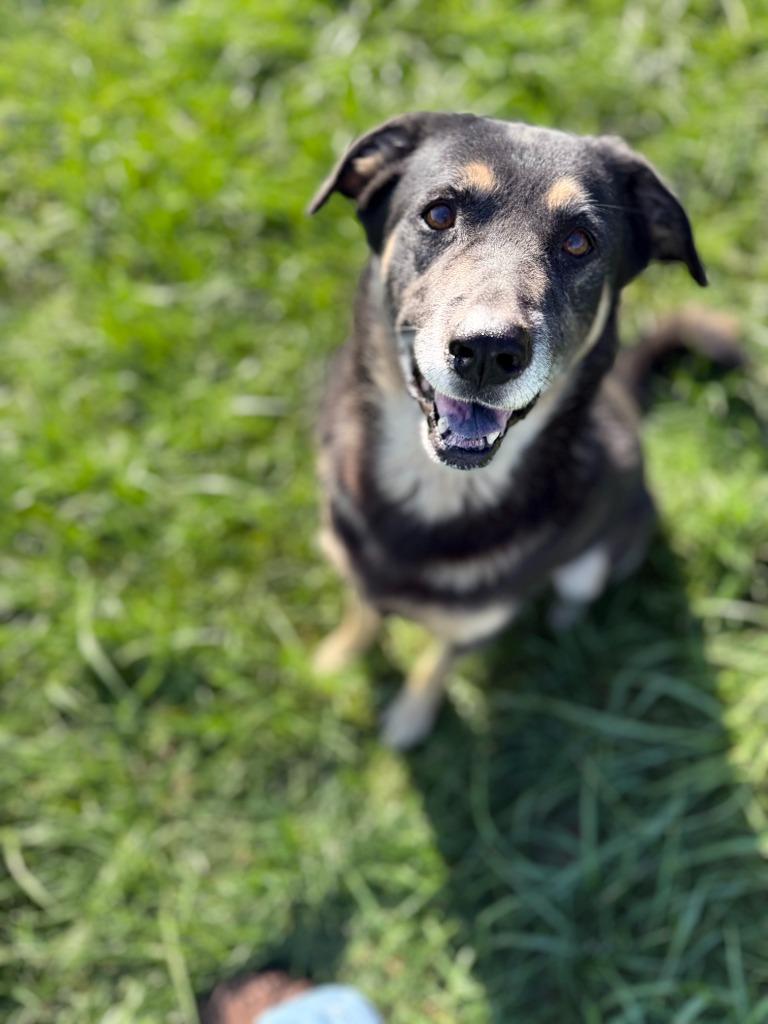 Enlarge GIRLFRIEND - GIRLY GIRL, a Adoptable Shepherd in Moberly, MO image 2/5