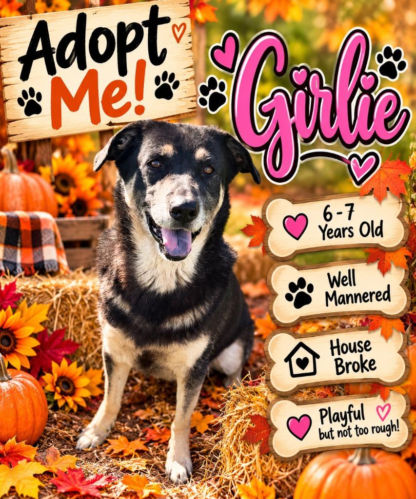 Enlarge GIRLFRIEND - GIRLY GIRL, a Adoptable Shepherd in Moberly, MO image 3/5
