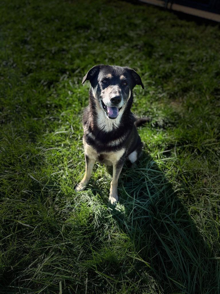 Enlarge GIRLFRIEND - GIRLY GIRL, a Adoptable Shepherd in Moberly, MO image 4/5