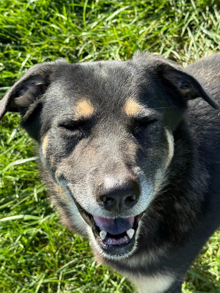 Enlarge GIRLFRIEND - GIRLY GIRL, a Adoptable Shepherd in Moberly, MO image 5/5