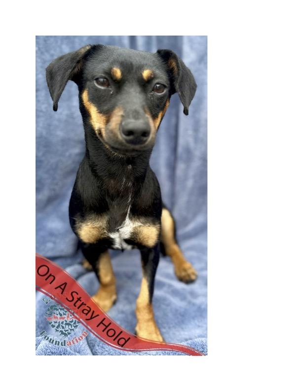 STRAY HOLD UNTIL 07302025 A photo with a stray hold banner is public and posted in a desire to reu