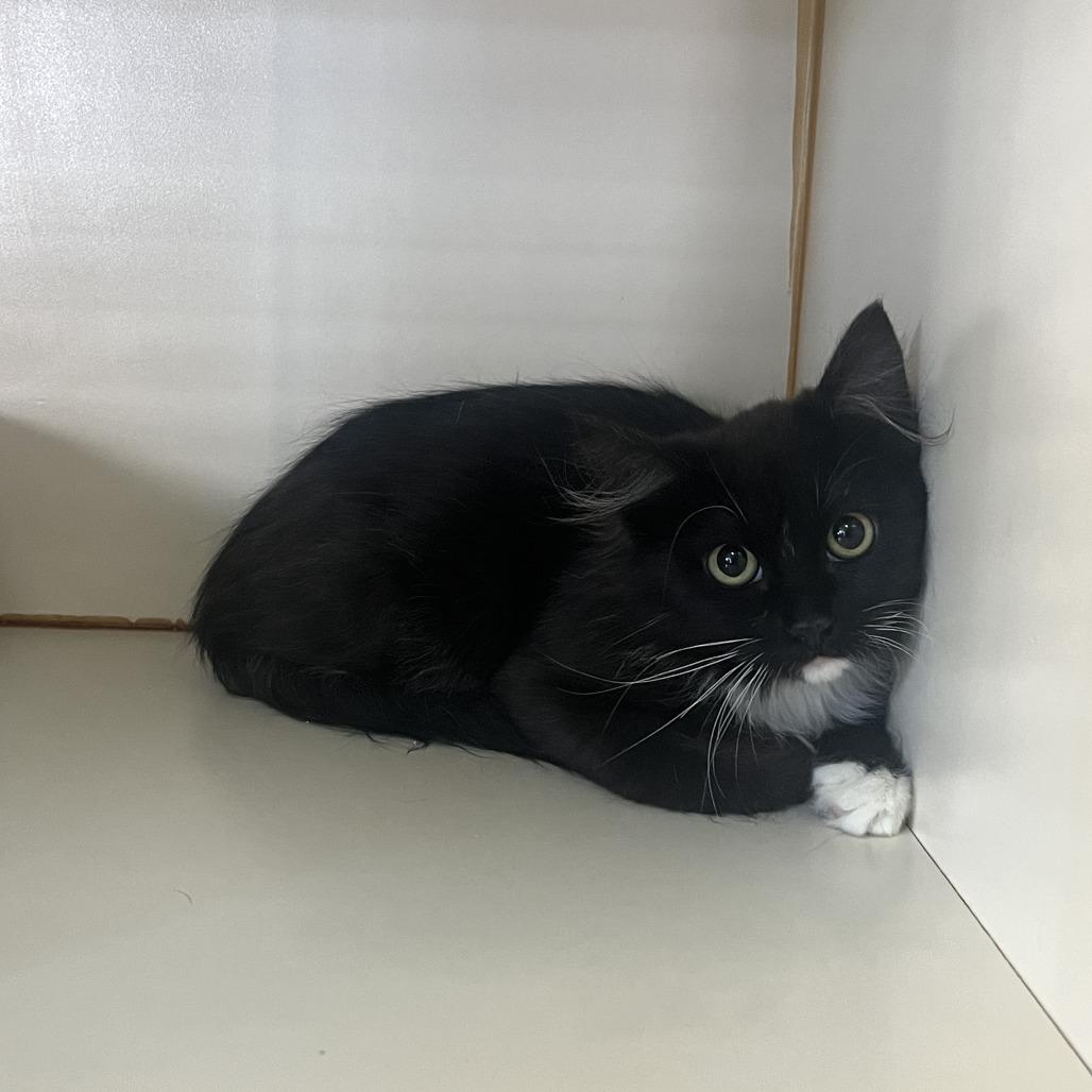 Barn Cat (Lil Squirt), Adoptable, Adult Female Domestic Short Hair.