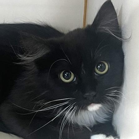 Enlarge Barn Cat (Lil Squirt), a Adoptable Domestic Short Hair in Idaho Falls, ID image 2/2