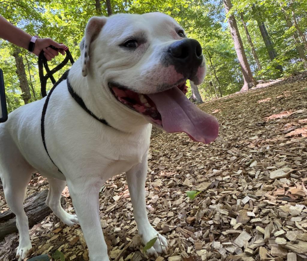 Rocky (ID 51363), a ADOPTABLE American Bully in Manassas, VA image 2/2