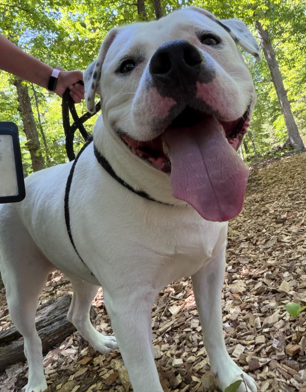 Rocky (ID 51363), a ADOPTABLE American Bully in Manassas, VA image 1/2