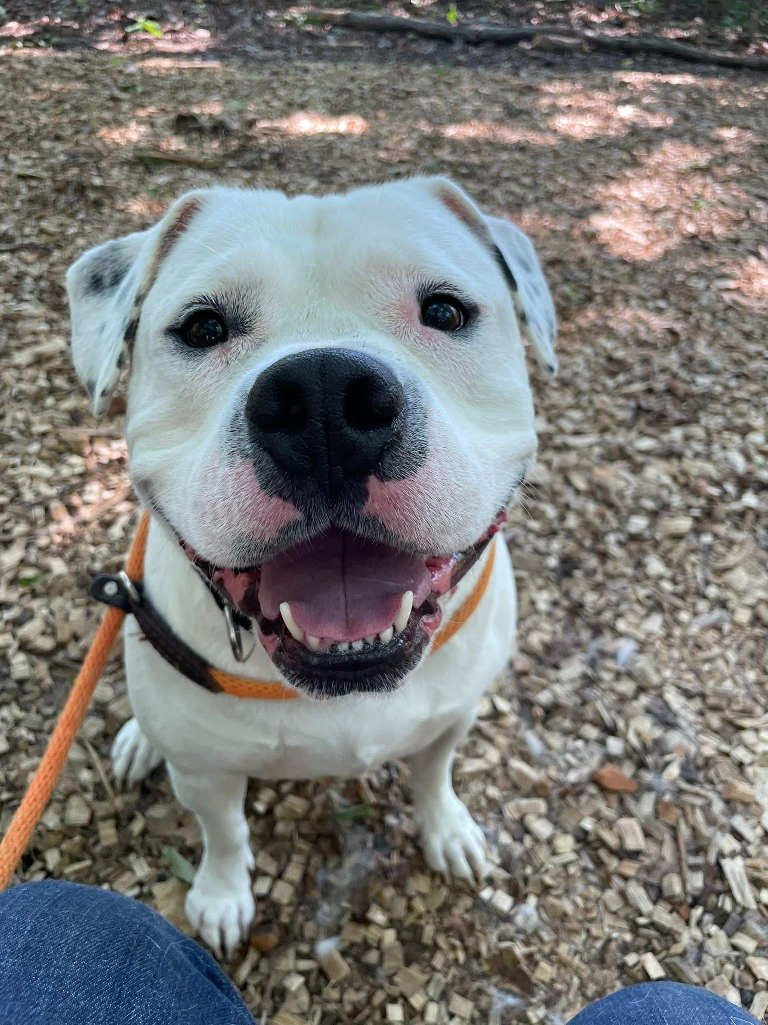 Rocky (ID 51363), ADOPTABLE, Adult Male American Bully.